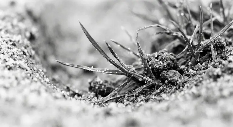 Close-up of residue on grass
