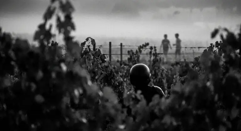 Humanoid Glimpse Between Vines