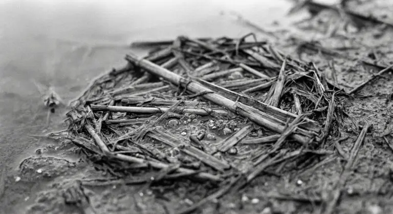 Close-Up of Flattened Reeds
