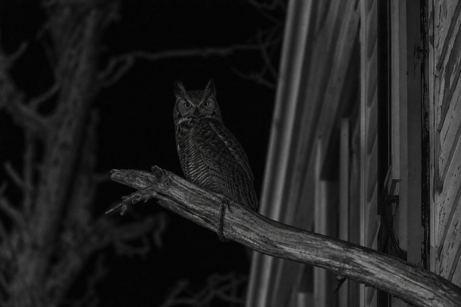 Owl in Ambiguous Light