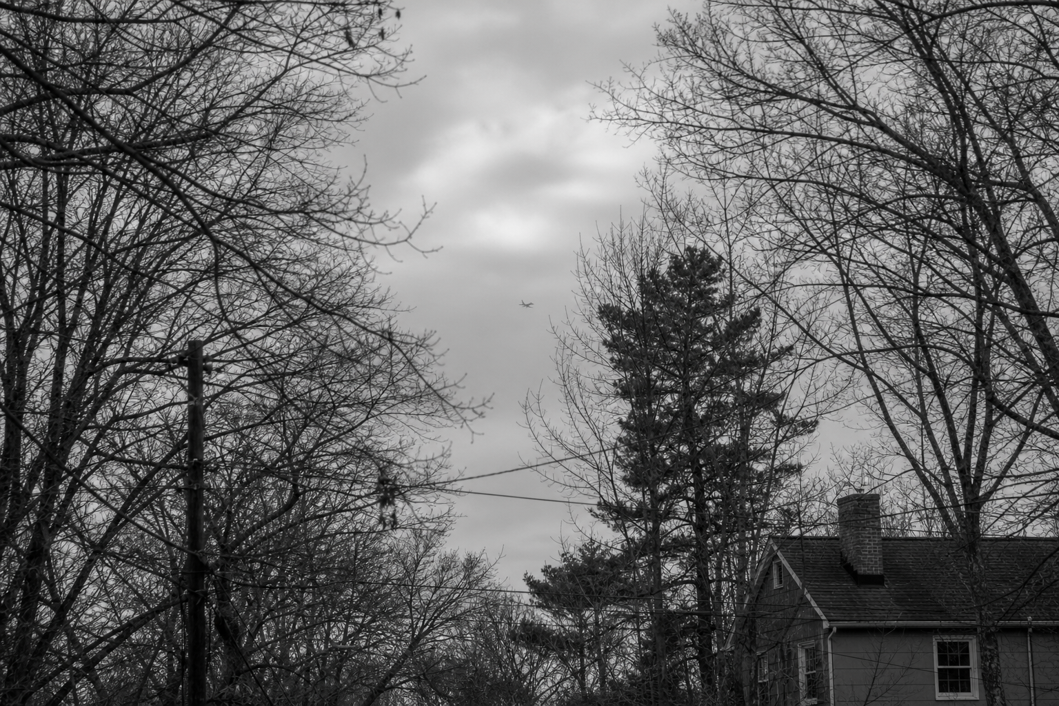 Limited View Through Winter Trees
