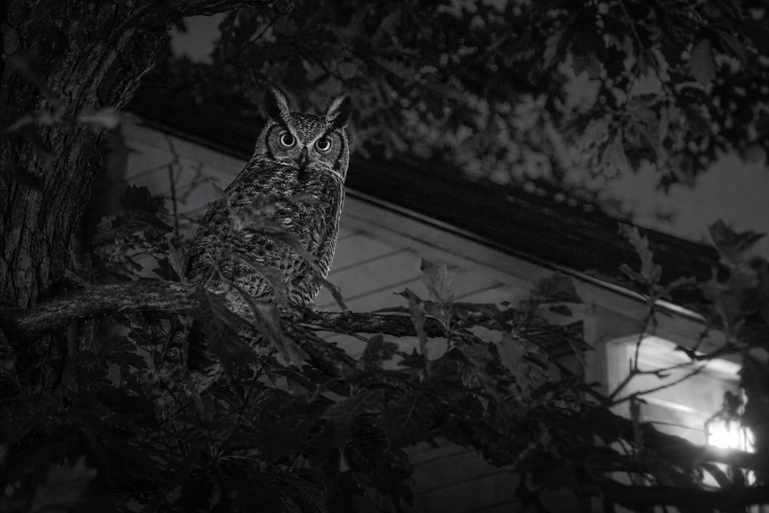 Owl Interpretation at Night