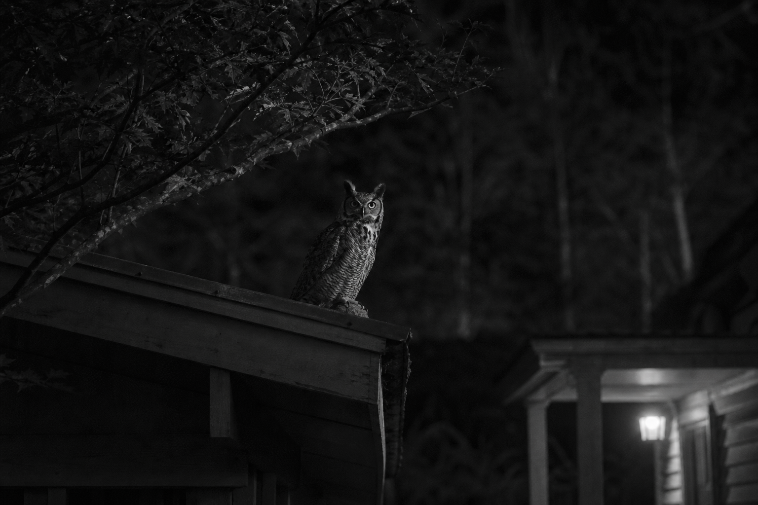 Owl at the Roofline
